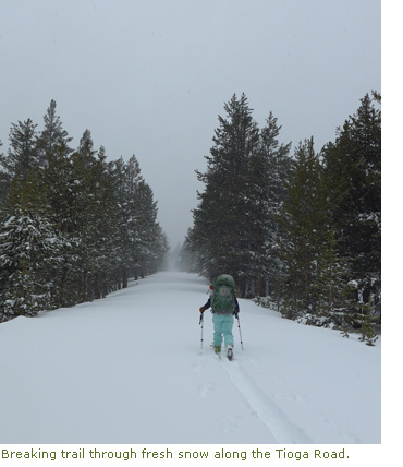 Skier breaks trail in fresh snow along the Tioga Road.