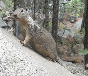 California Ground Squirrel