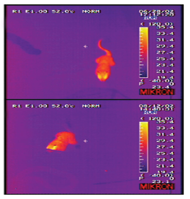 The California ground squirrel can heat up its tail when attacked (top)