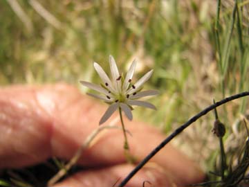 Long-stalked Starwort