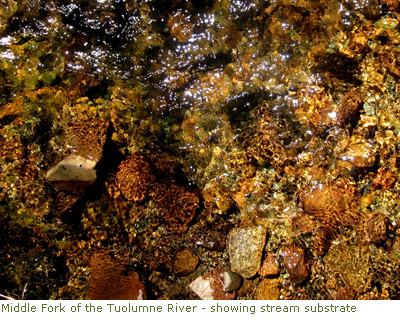 Middle Fork of the Tuolumne River stream substrate Middle Fork of the Tuolumne River stream substrate