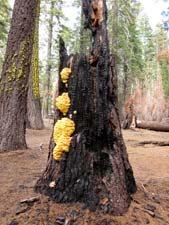 Sulphur Shelf Fungus growing up a charred tree stump
