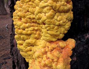 Up close image of sulphur shelf fungus growing on a tree