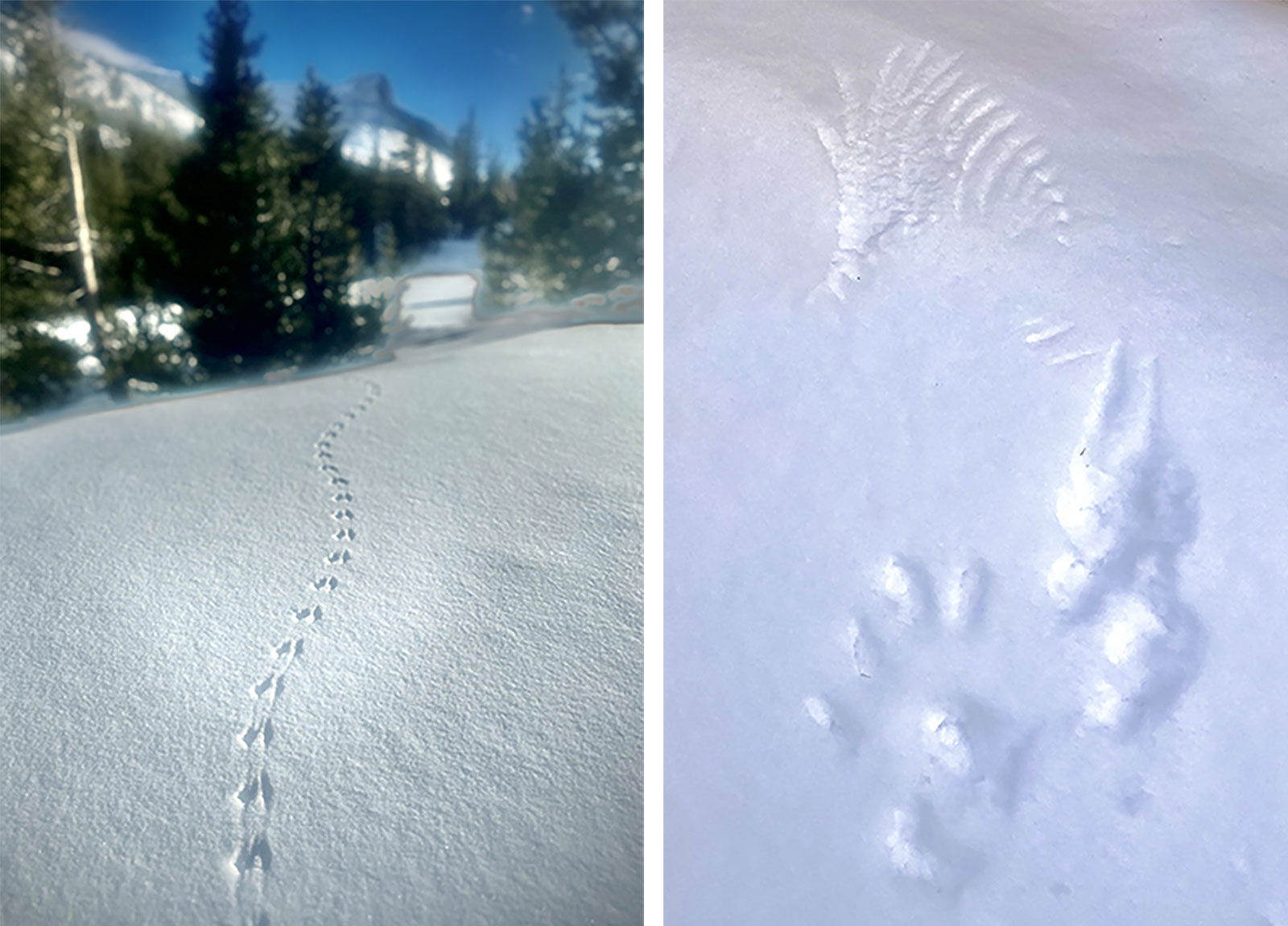 Left image: Mouse tracks in snow; Right image: Wing prints in snow. Left image: Mouse tracks in snow; Right image: Wing prints in snow.