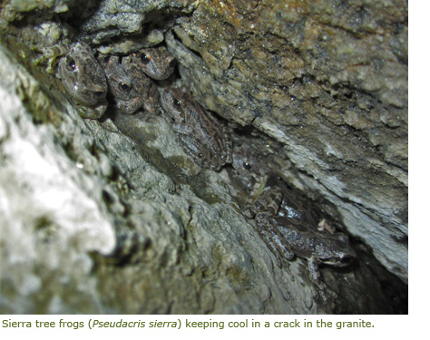 Tree frogs keeping cool in a crack in the granite. Tree frogs keeping cool in a crack in the granite.