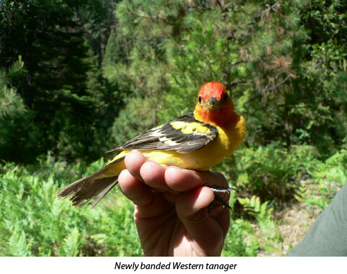 Newly banded Western tanager