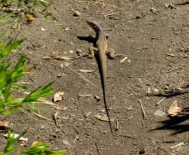 Western Whiptail