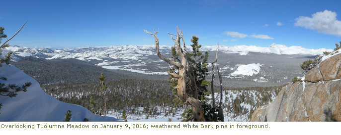 Overlooking Tuolumne Meadows with whitebark pine in foreground