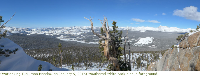 Overlooking Tuolumne Meadows with whitebark pine in foreground Overlooking Tuolumne Meadows with whitebark pine in foreground