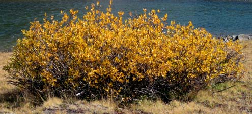 Willow in the high country showing the beginning of fall colors.