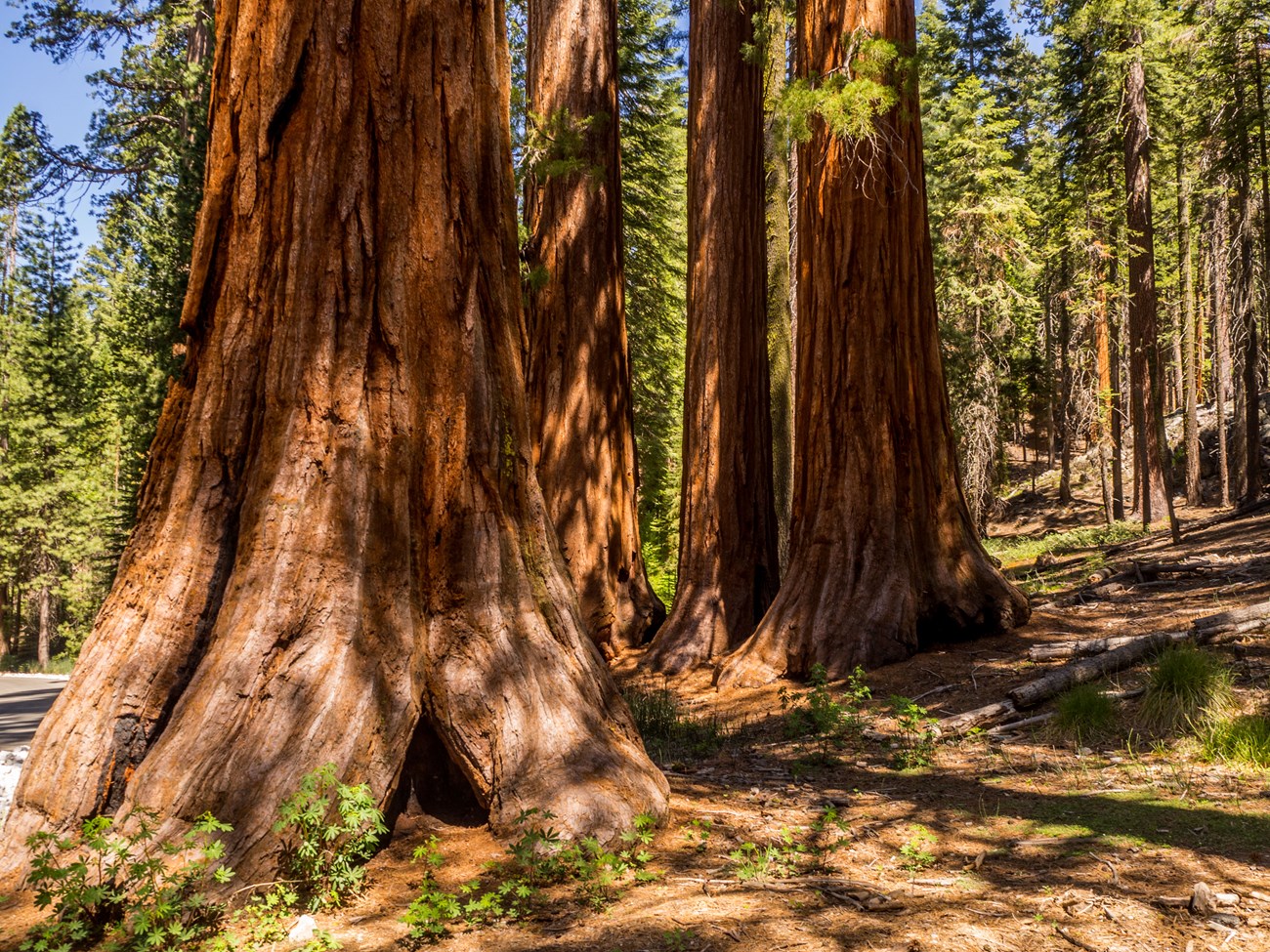 Recorrido de misterio por un bosque para conocer historias de