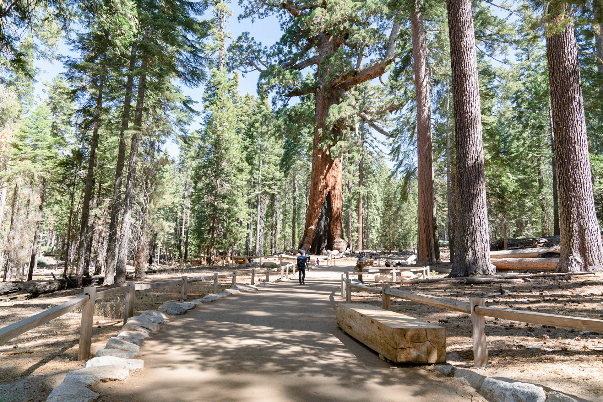 Una persona camina hacia el gran árbol rojizo.