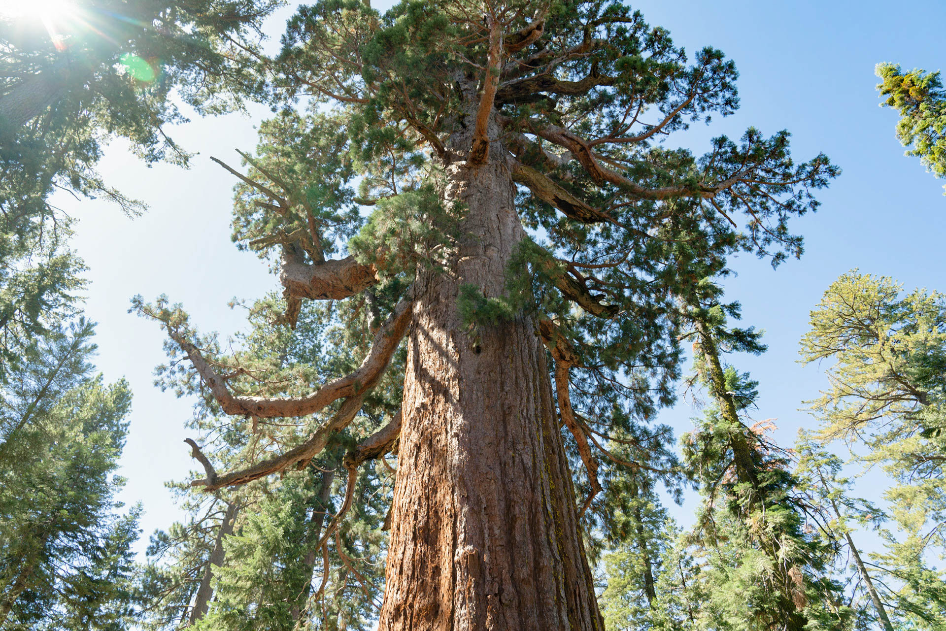 Recorrido Hacia la Secuoya Gigante Yosemite National Park (U.S