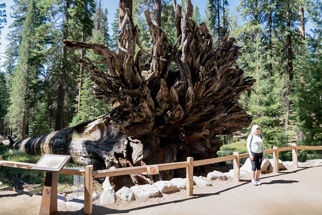 Una mujer se encuentra junto a las raíces de una secuoya gigante y desplomada. Las raíces se ondulan hacia arriba y son aproximadamente tres veces la altura de la mujer.