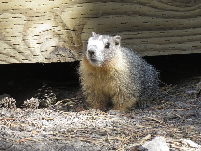 Las Marmotas