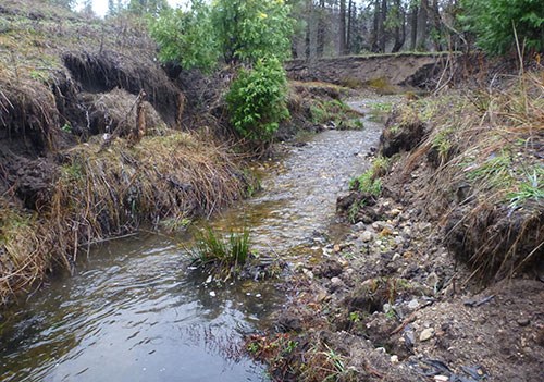 Upper Ackerson Meadow water in part of gully system