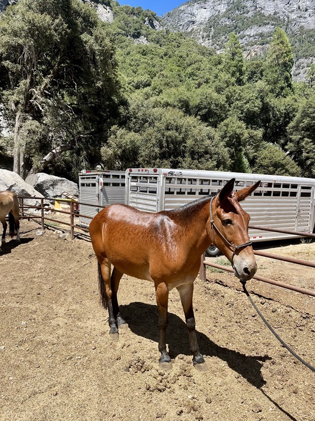 Photo of a mule