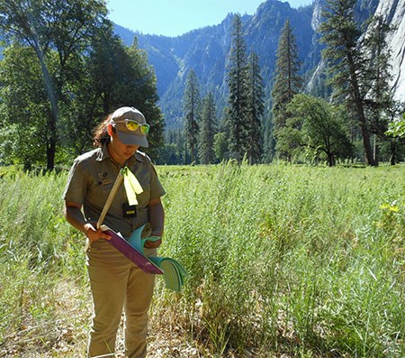 Cultural landscape intern working in the field in Yosemite Valley