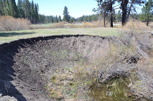 Section of the deep erosion gully within the meadow complex