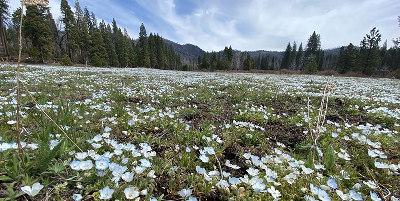 Ackerson Meadow with flowers