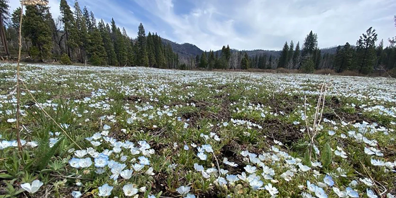 Ackerson Meadow with flowers Ackerson Meadow with flowers