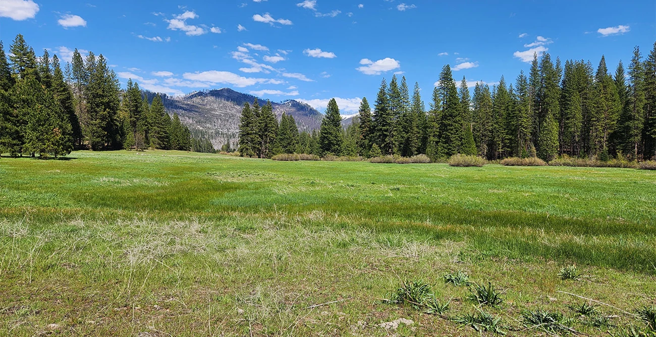 Ackerson Meadow in May Ackerson Meadow in May
