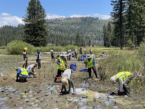 NPS employees and volunteers planting in the Phase 2 project area in June 2025