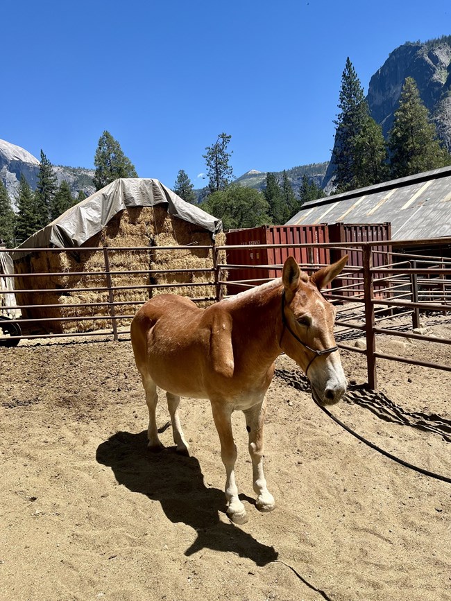 photo of a mule