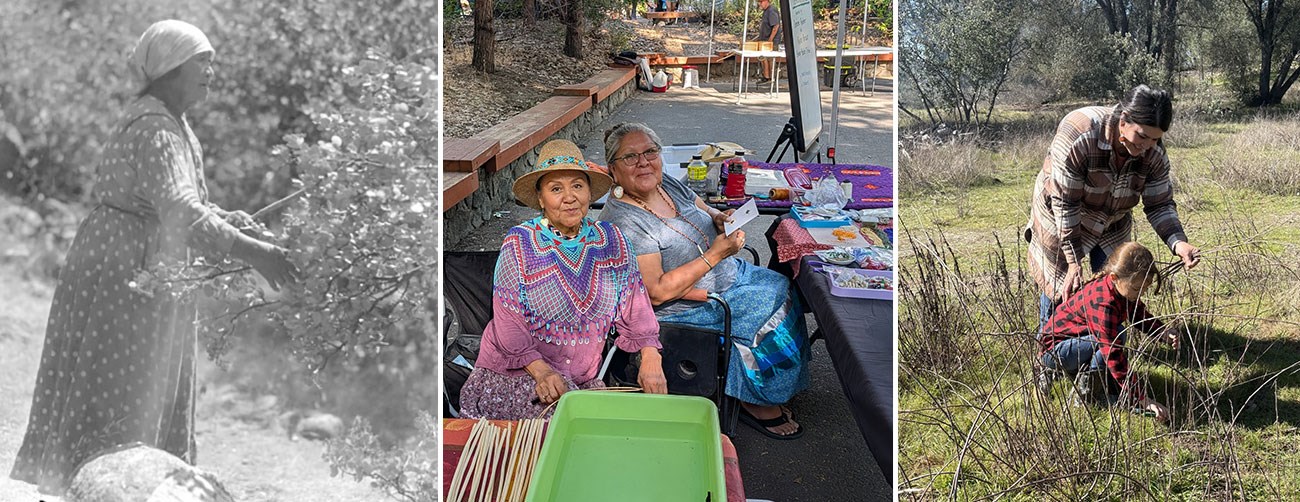 Historic and contemporary images of tribal members gathering plant material in Yosemite and using them for basketweaving.