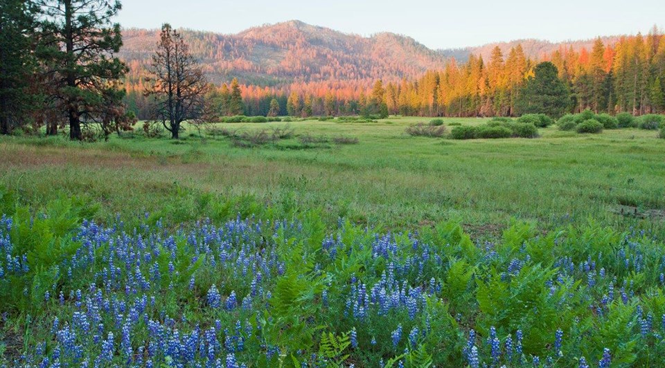 Ackerson Meadow at sunset with mountains in background and grass and purple lupine in foreground.
