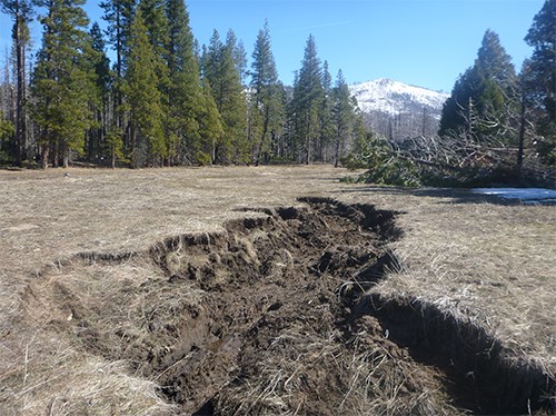 Section of the erosion gully within Ackerson Meadow.
