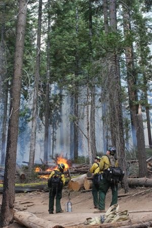 Fire staff monitoring prescribed fire