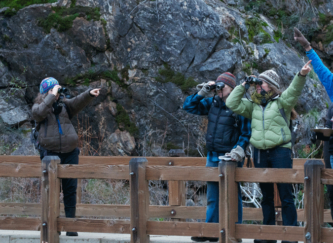 Participants surveying for birds during the 2012 Christmas Bird Count