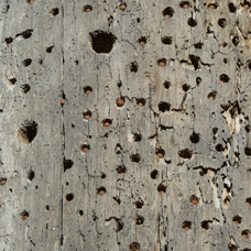 An acorn granary