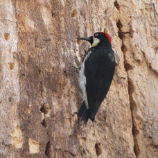 Acorn Woodpecker adding to a granary.