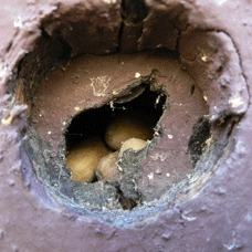 Acorns stored inside the wall of a building.