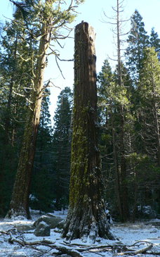 Remnants of the Big Tree Room in 2013