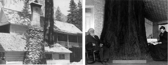 Historical photos of the Big Tree Room.