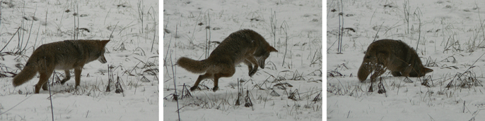Coyote stalking sequence in a snow-covered Yosemite Valley meadow.