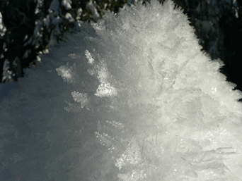 Hoarfrost on the snow-covered pines near Badger Pass