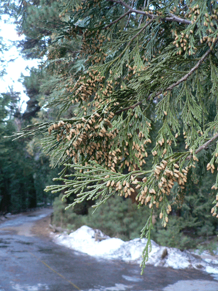 Incense cedar pollen cones along the tips of the needles.