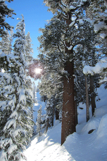 Western White Pine covered in a new snow December 12, 2012