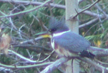 Belted kingfisher