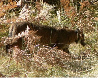 Bobcat with gopher in its mouth