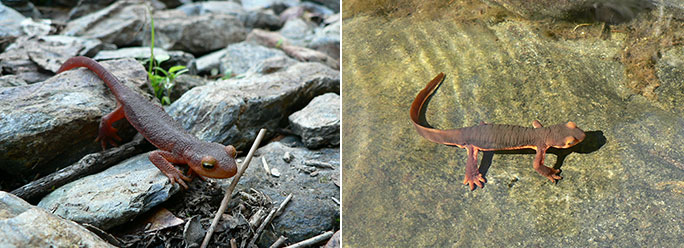 Newt walking on ground and swimming through water