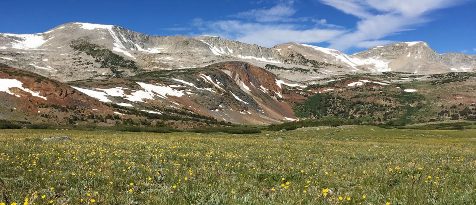 Grassy meadow with yellow flowers and mountains in the background.