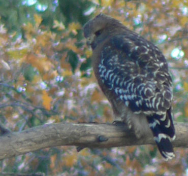 Red-shouldered hawk