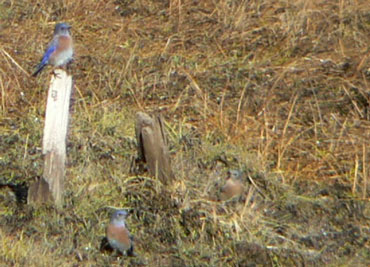 western bluebird