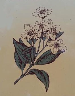 Drawing of a mock orange.