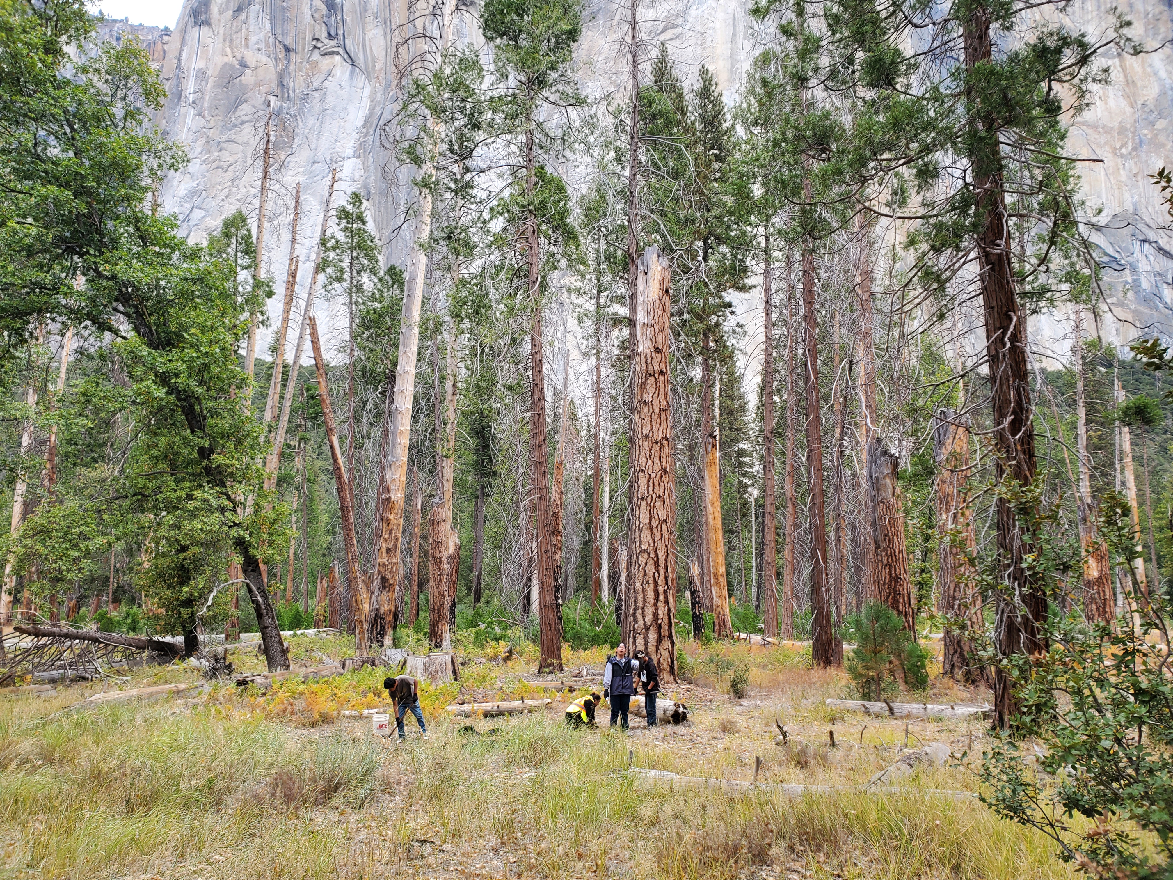 A large image showing an open grove of trees. Four people are standing or working in the middle.